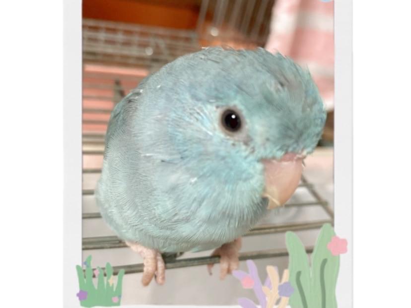 るりちゃん るりちゃん