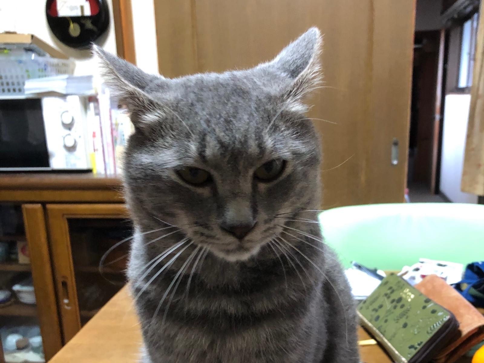 こころちゃん こころちゃん
