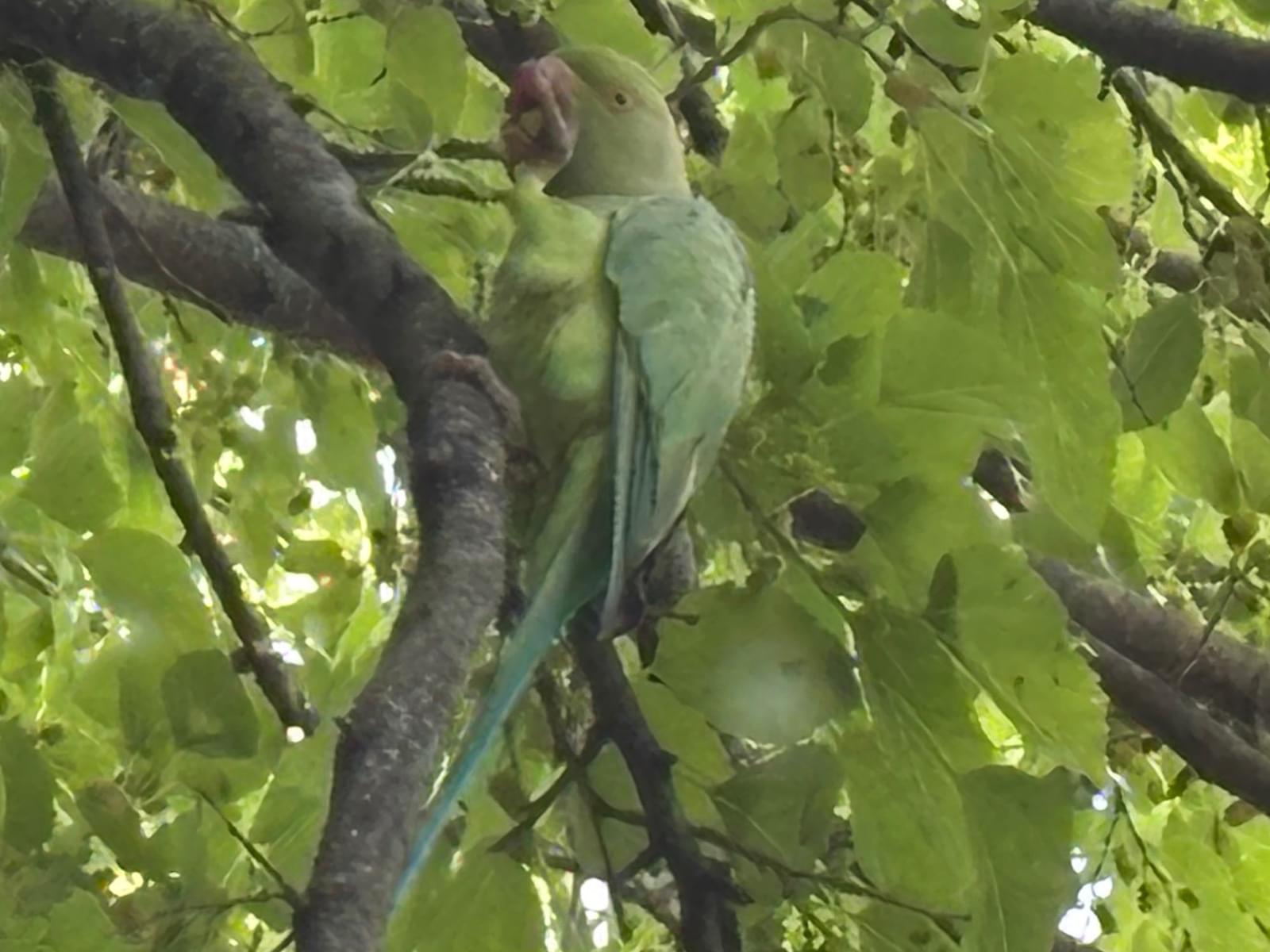 目撃された鳥 目撃された鳥