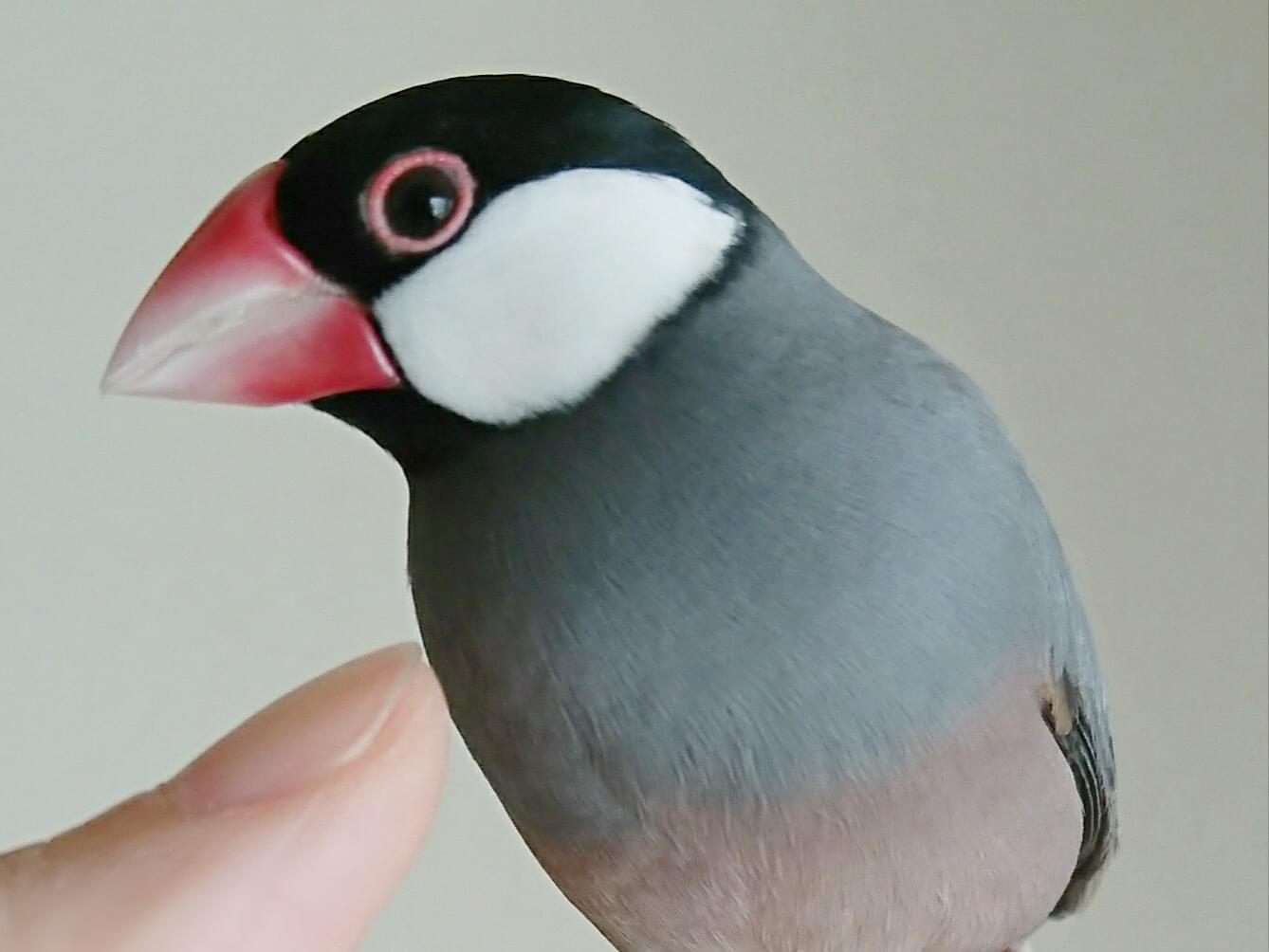 ぴこちゃん ぴこちゃん