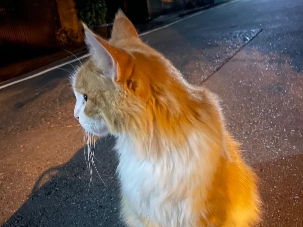 目撃された猫