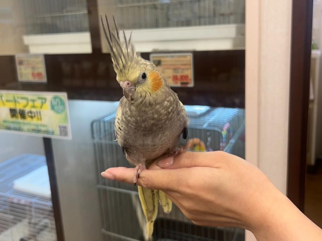 ぴーちゃん ぴーちゃん