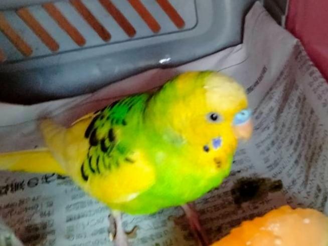 保護された鳥 保護された鳥
