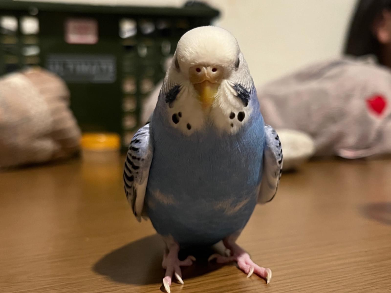 ライちゃん ライちゃん