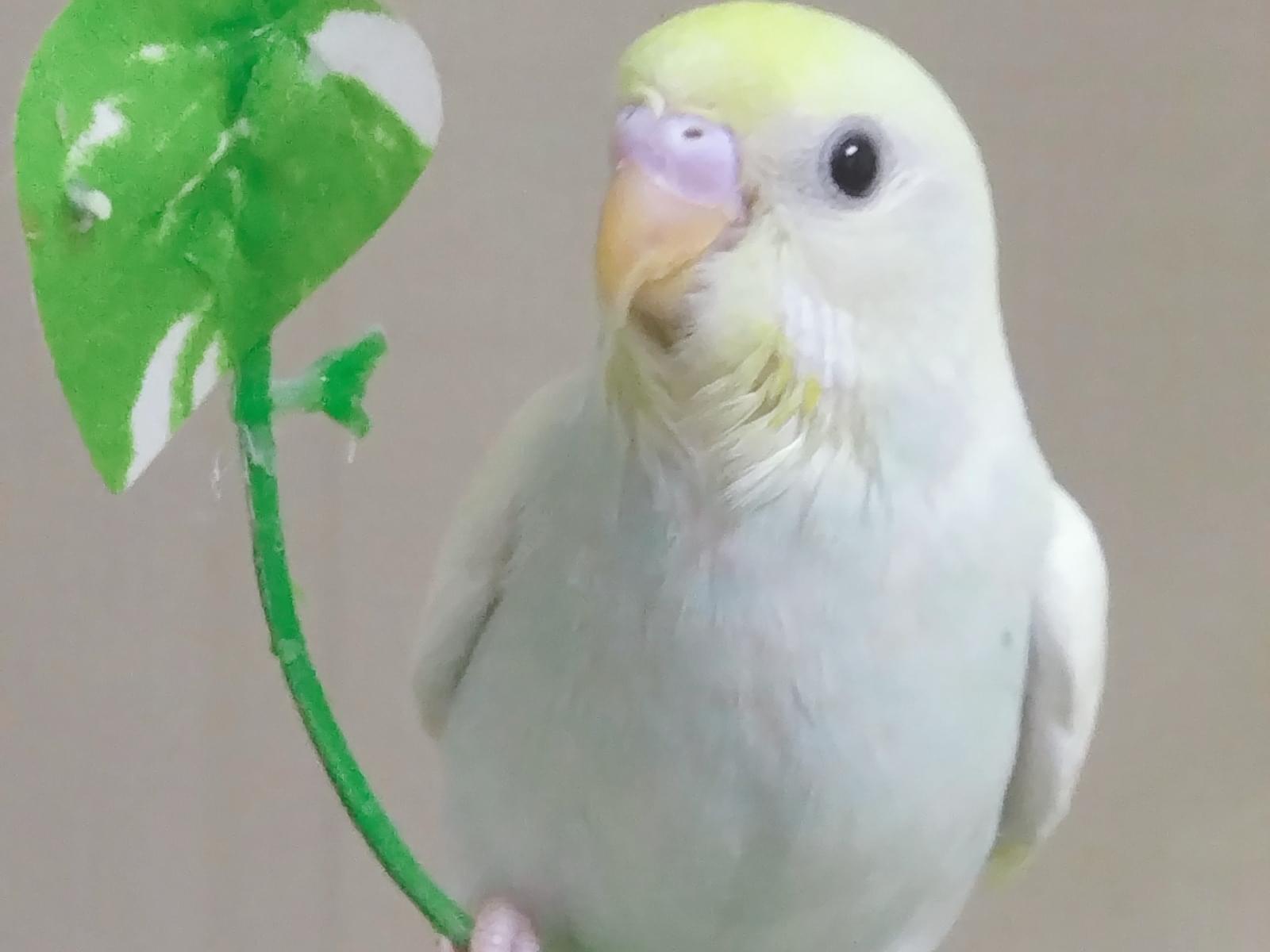 ぴーちゃん ぴーちゃん
