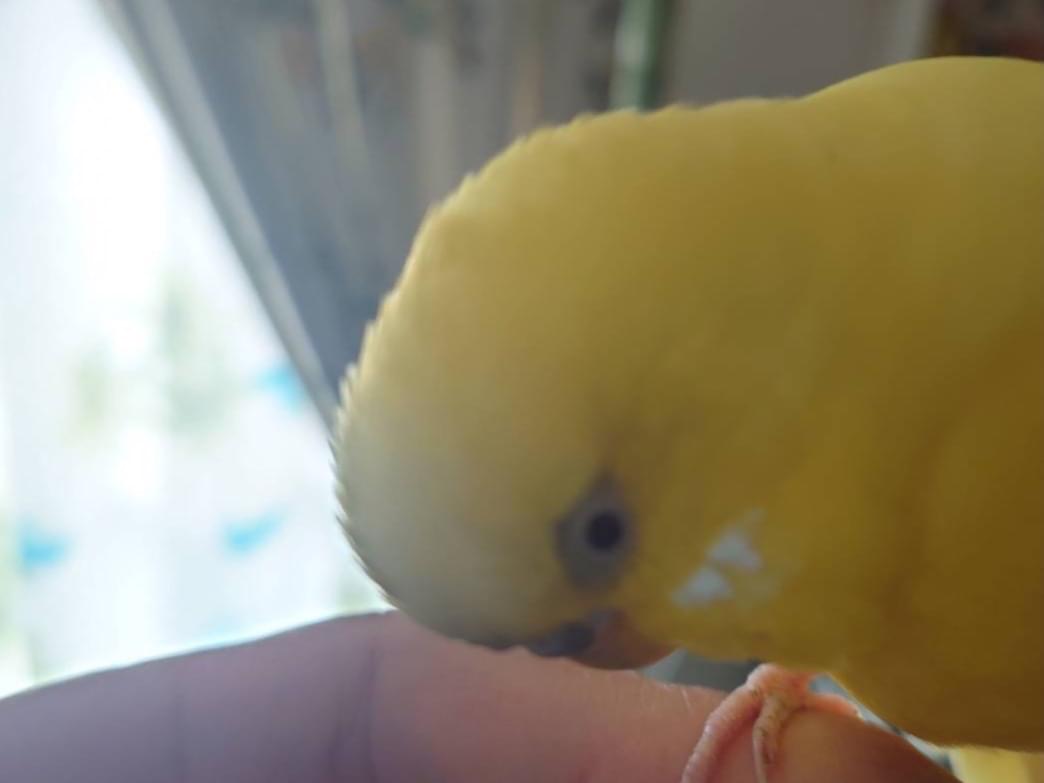 保護された鳥 保護された鳥