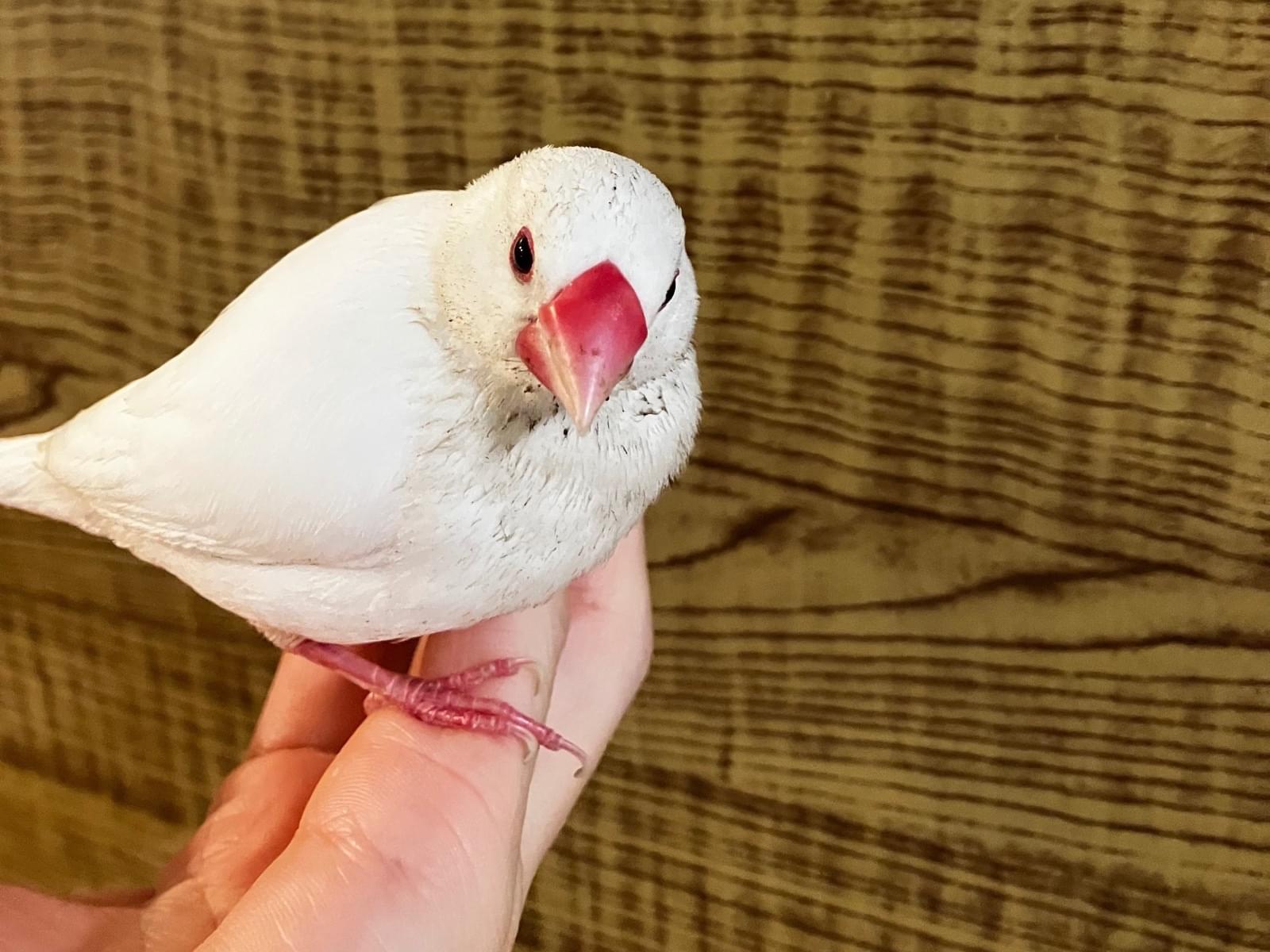 保護された鳥 保護された鳥