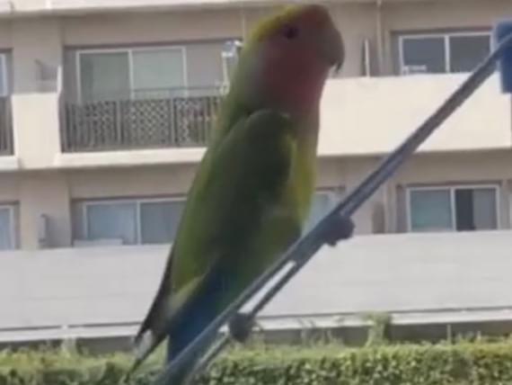 目撃された鳥 目撃された鳥