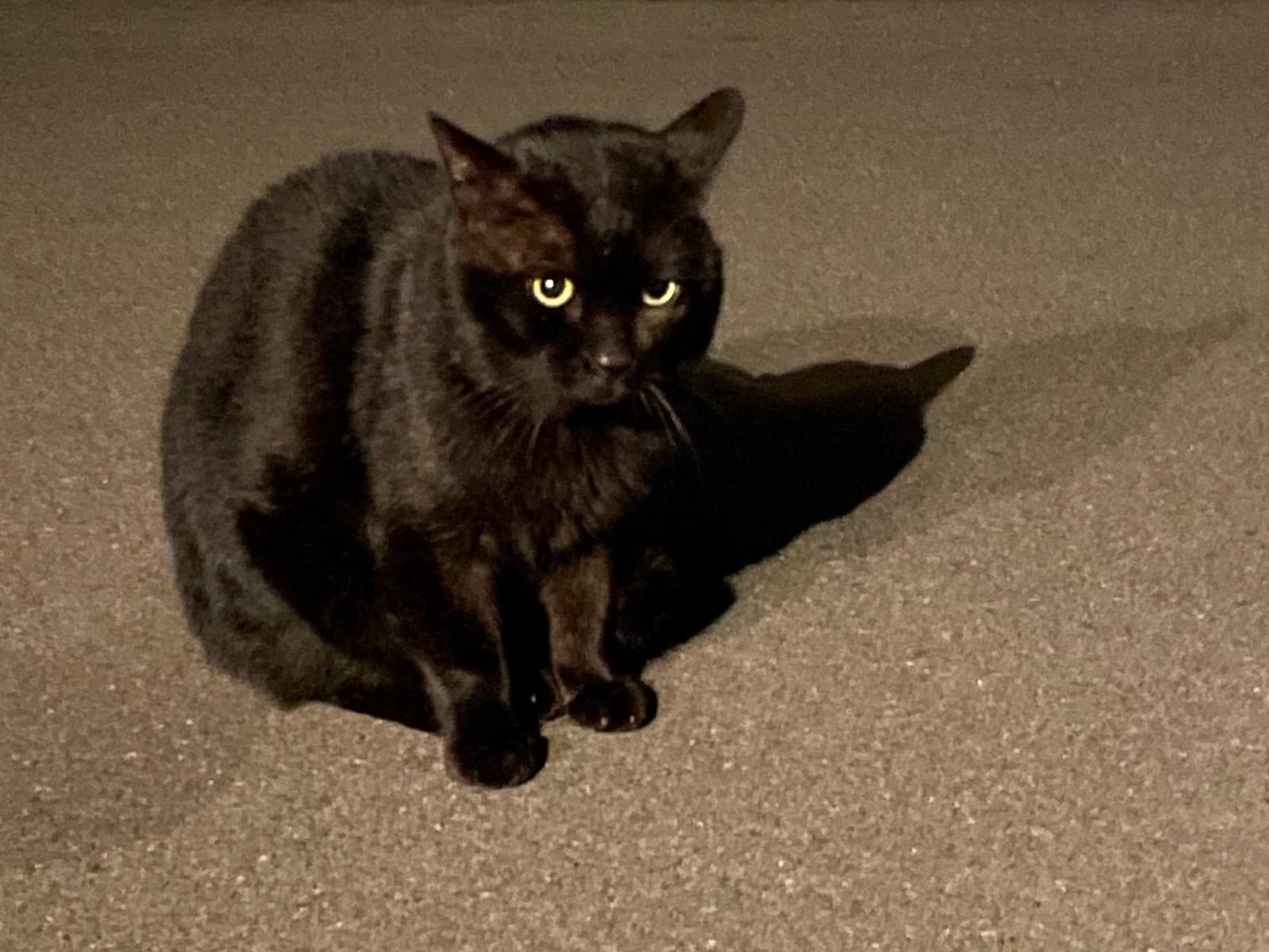 目撃された猫 目撃された猫