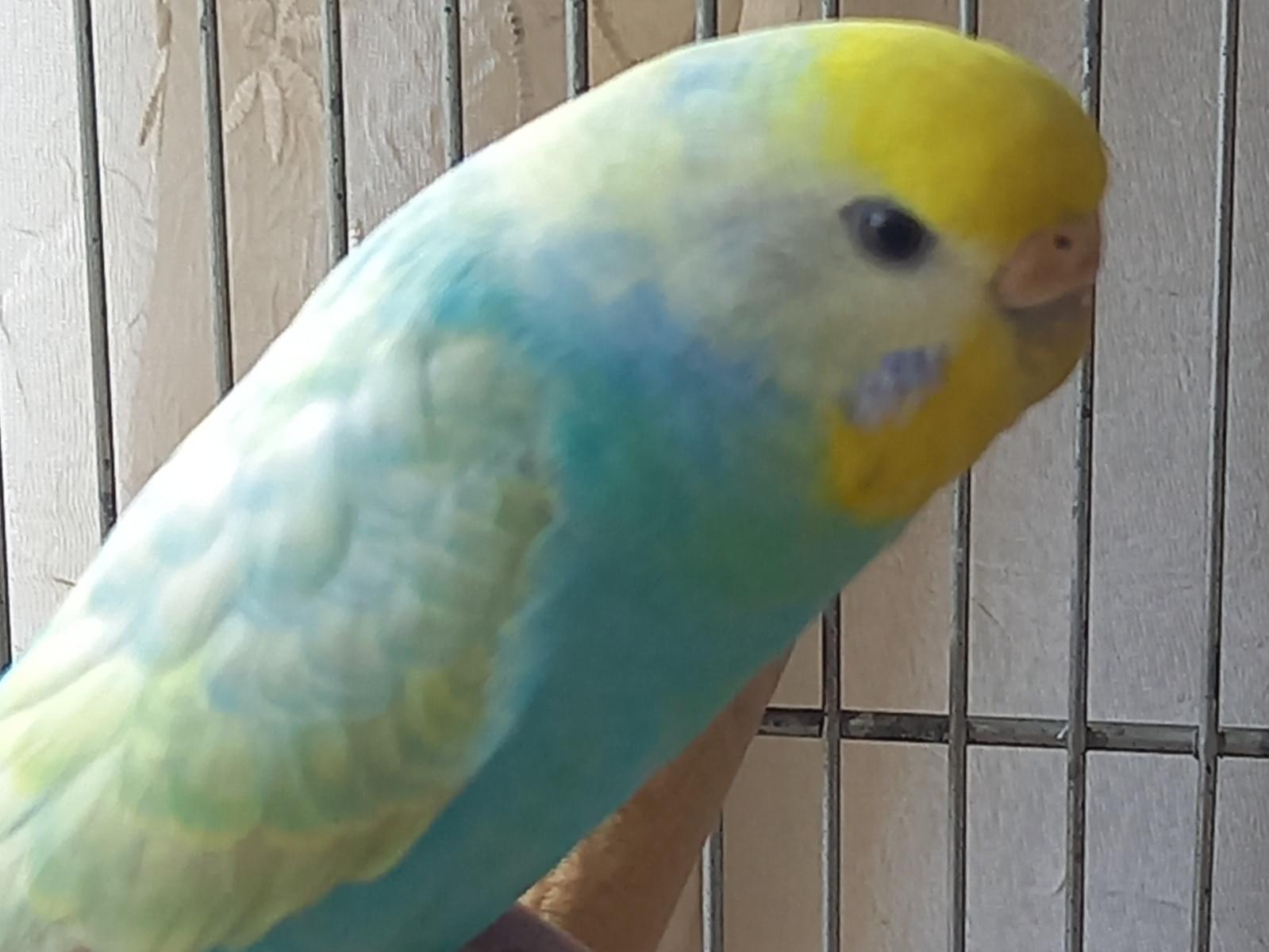 ララちゃん ララちゃん