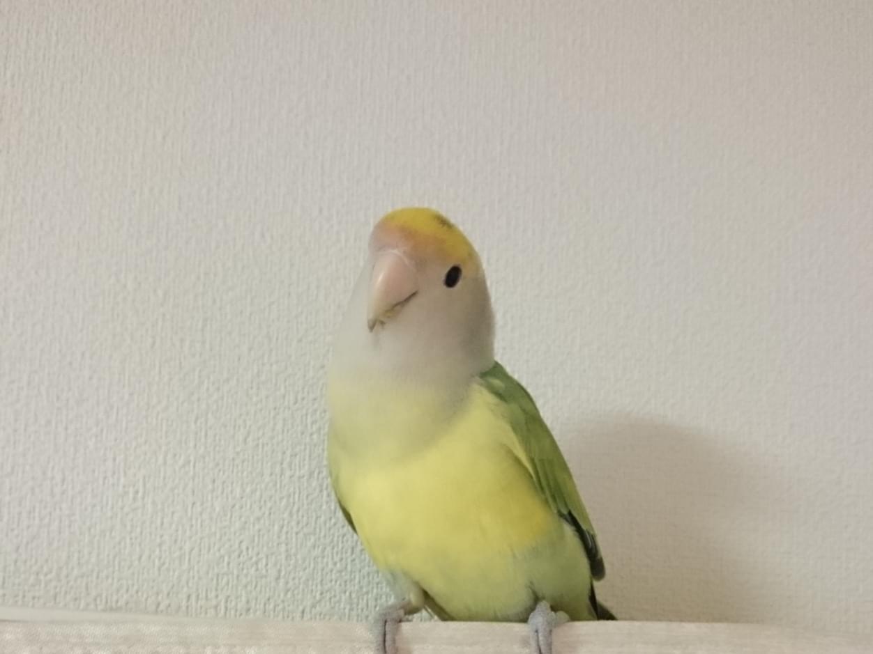 イクラちゃん イクラちゃん