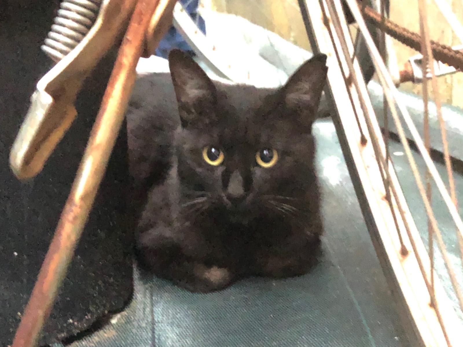 目撃された猫 目撃された猫