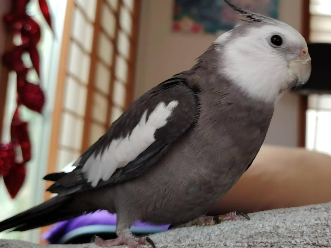 おもちちゃん おもちちゃん