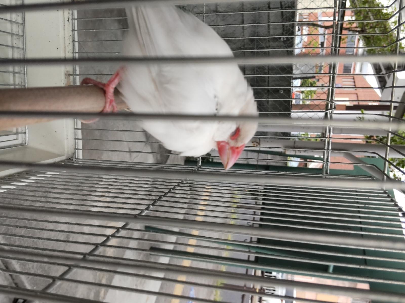 保護された鳥 保護された鳥
