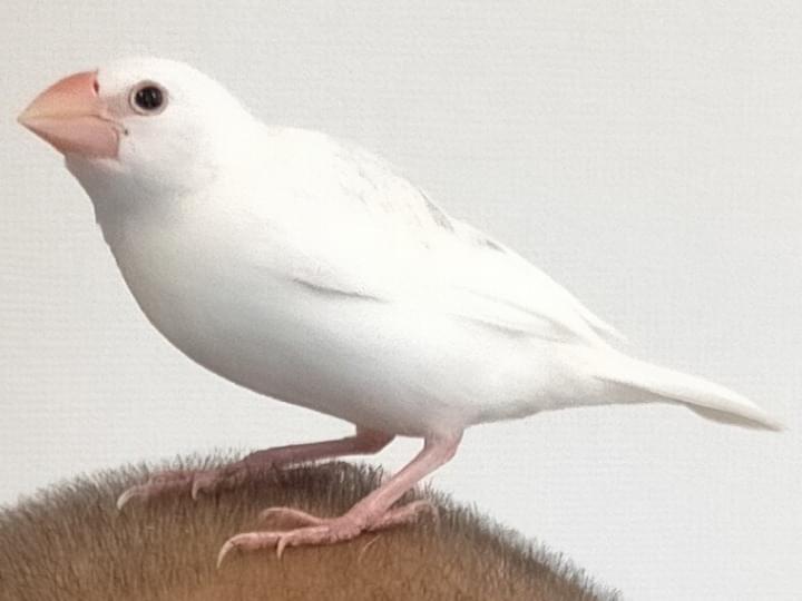 みおちゃん みおちゃん