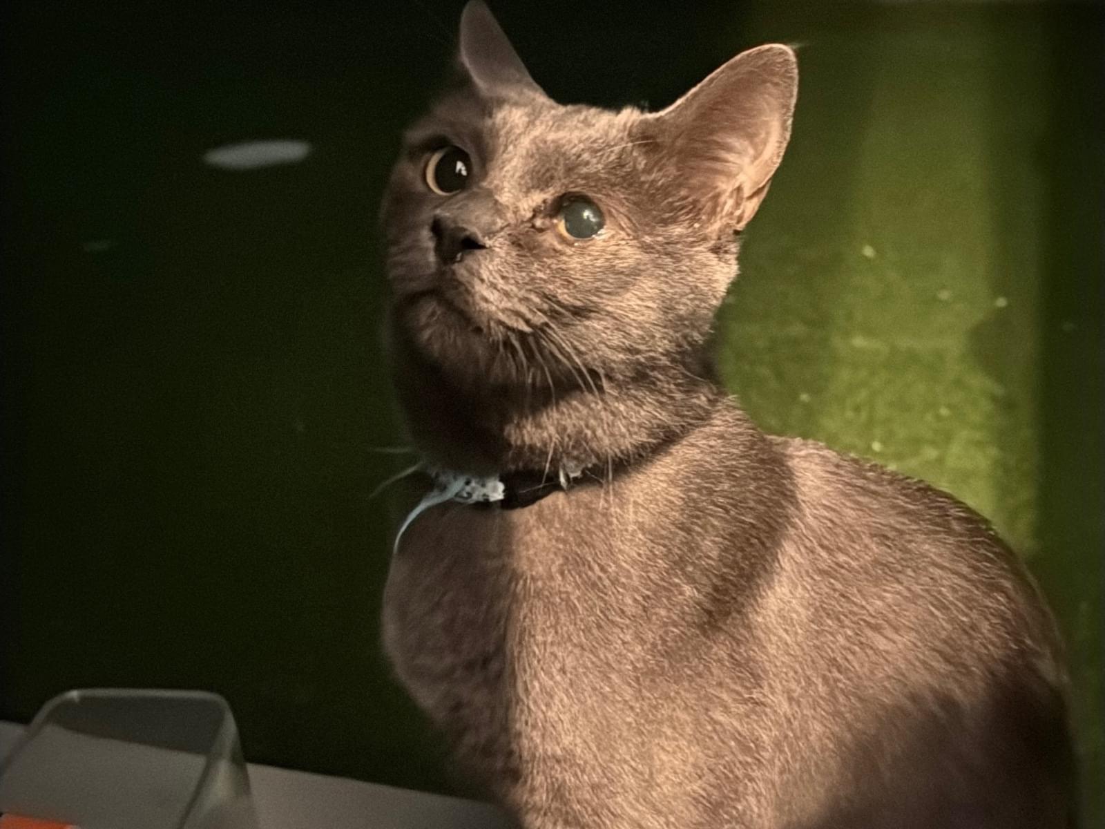 目撃された猫