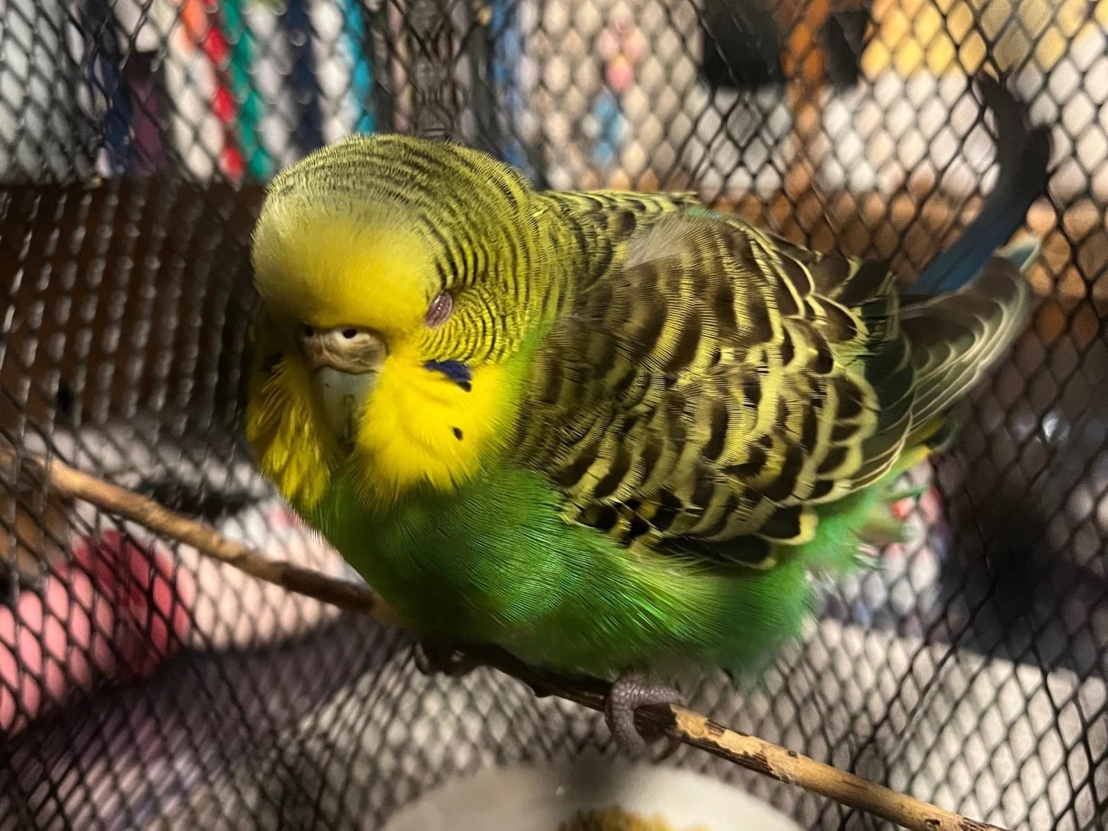 保護された鳥 保護された鳥