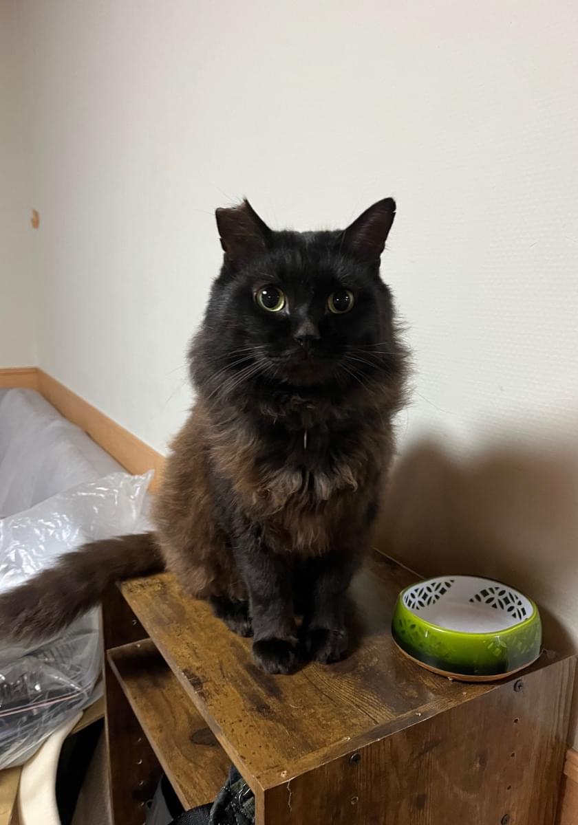 黒猫。 断捨離中出品 脱走しました。黒猫探してます