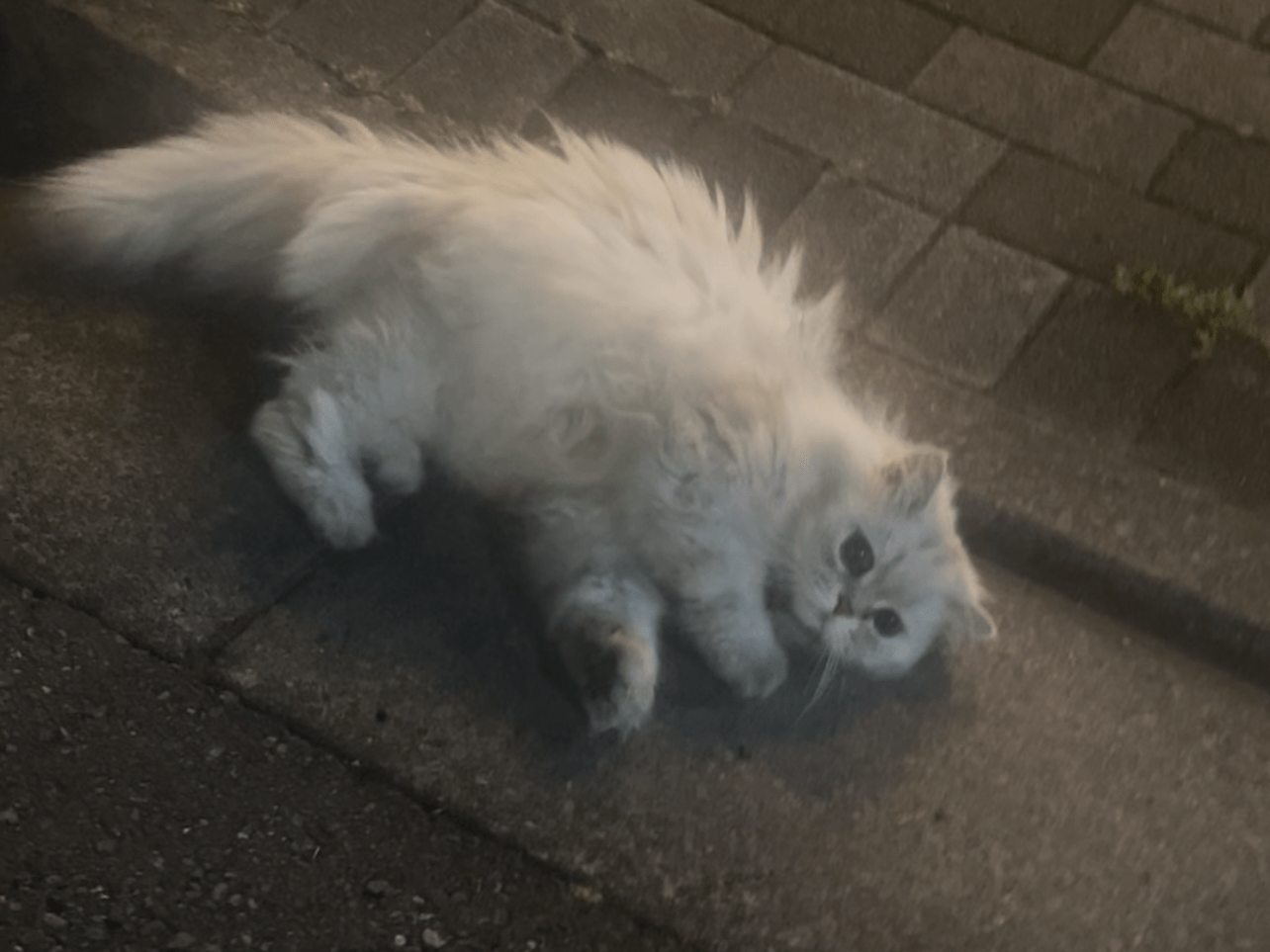 目撃された猫 目撃された猫