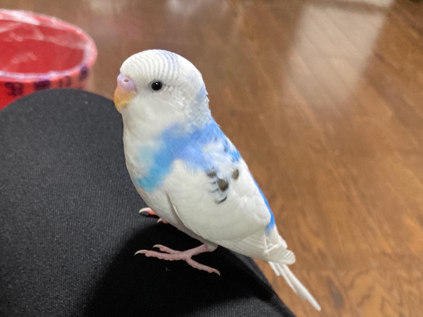 ピピちゃん ピピちゃん