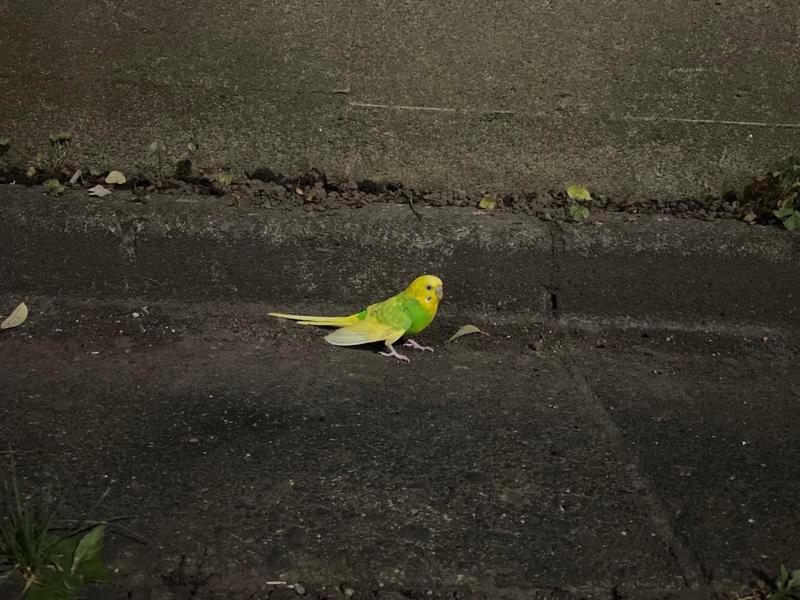 目撃された鳥 目撃された鳥