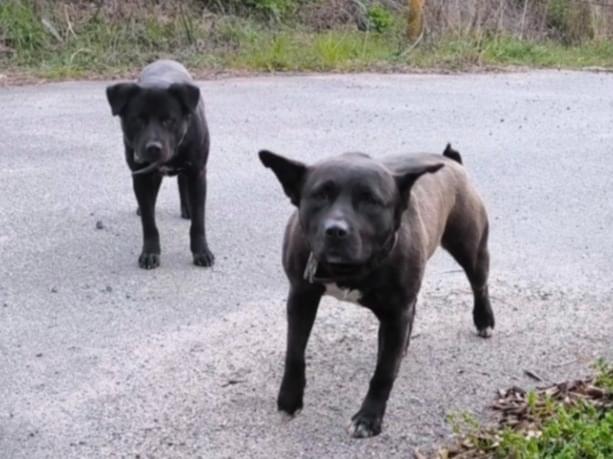 目撃された犬 目撃された犬