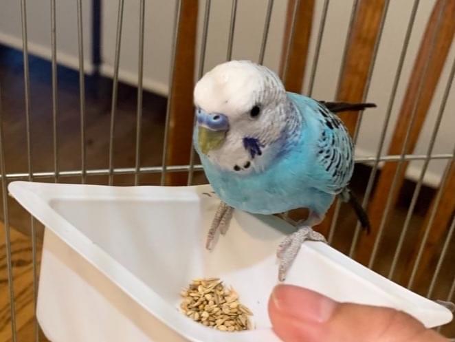 保護された鳥 保護された鳥