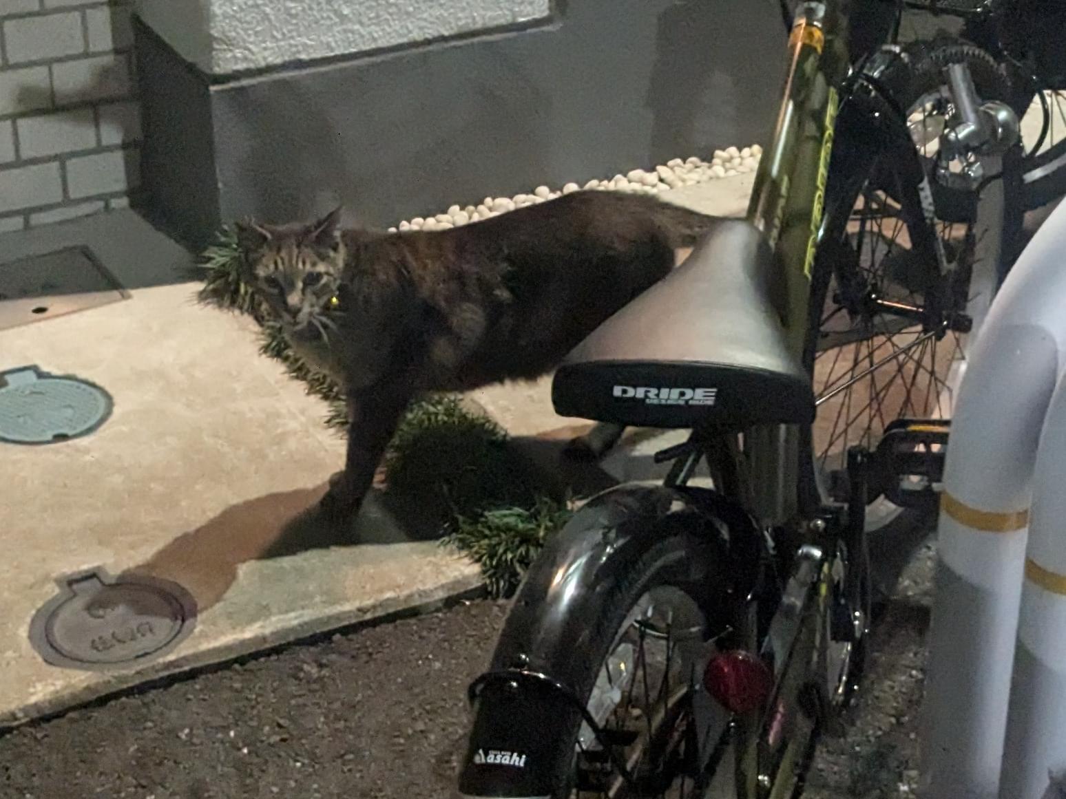 目撃された猫 目撃された猫