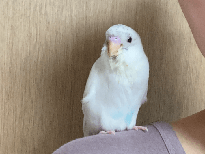 ぴっぴちゃん ぴっぴちゃん