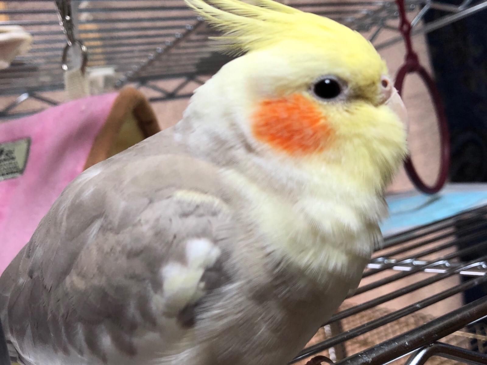 ルールーちゃん ルールーちゃん