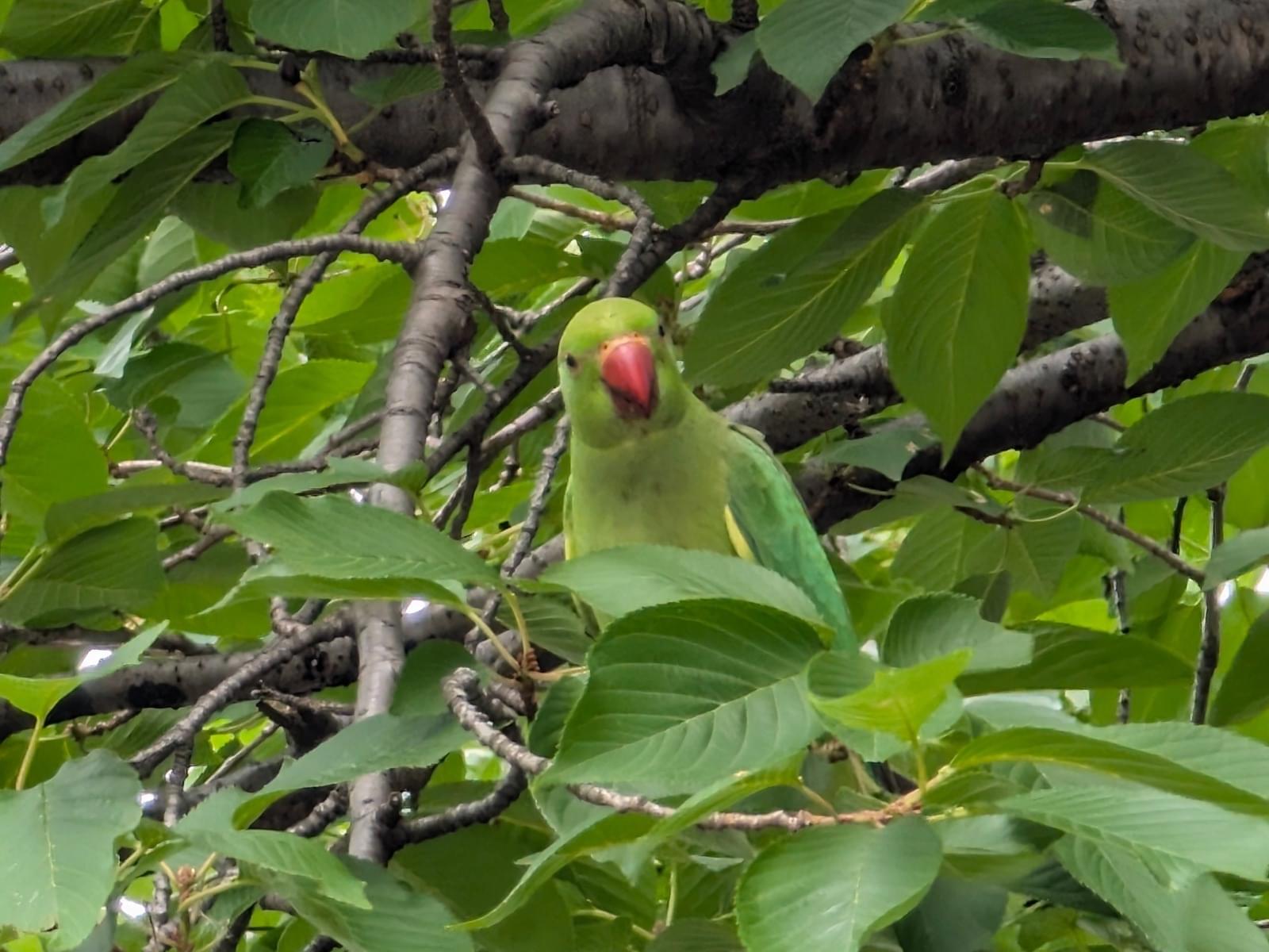 目撃された鳥 目撃された鳥