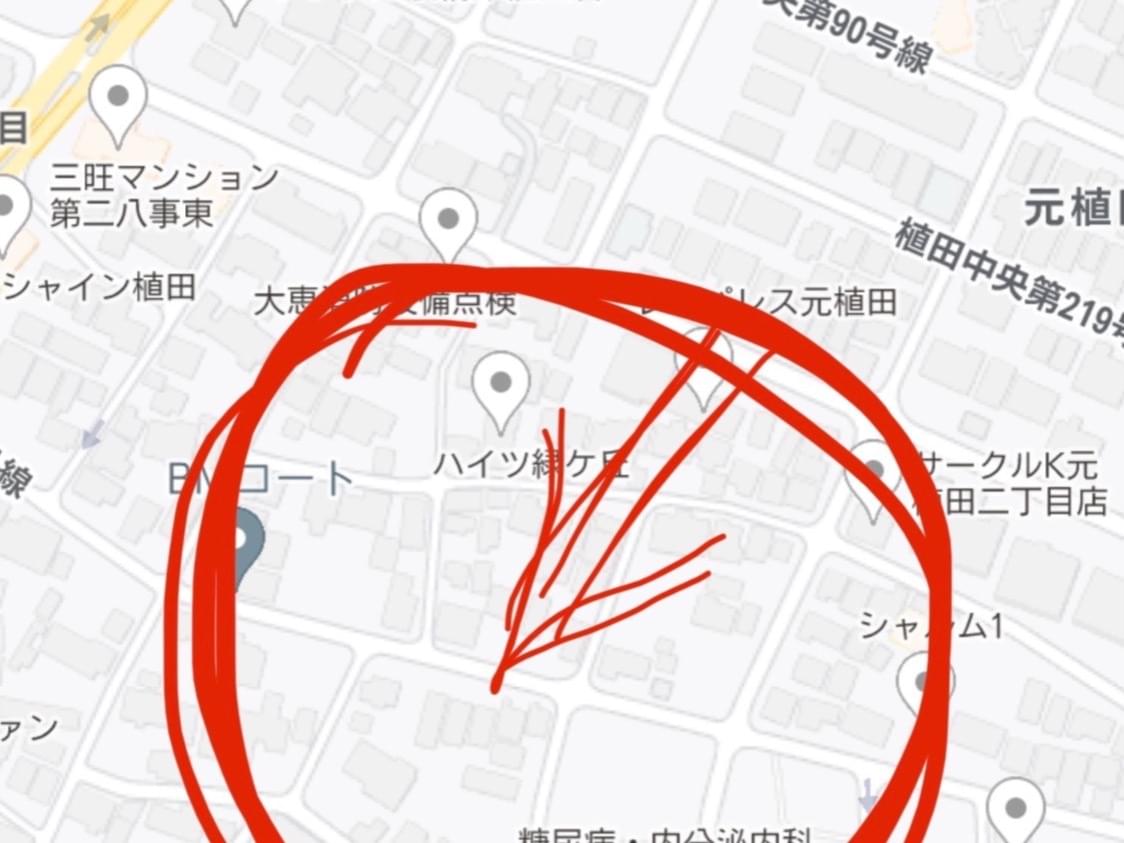 目撃された鳥 目撃された鳥