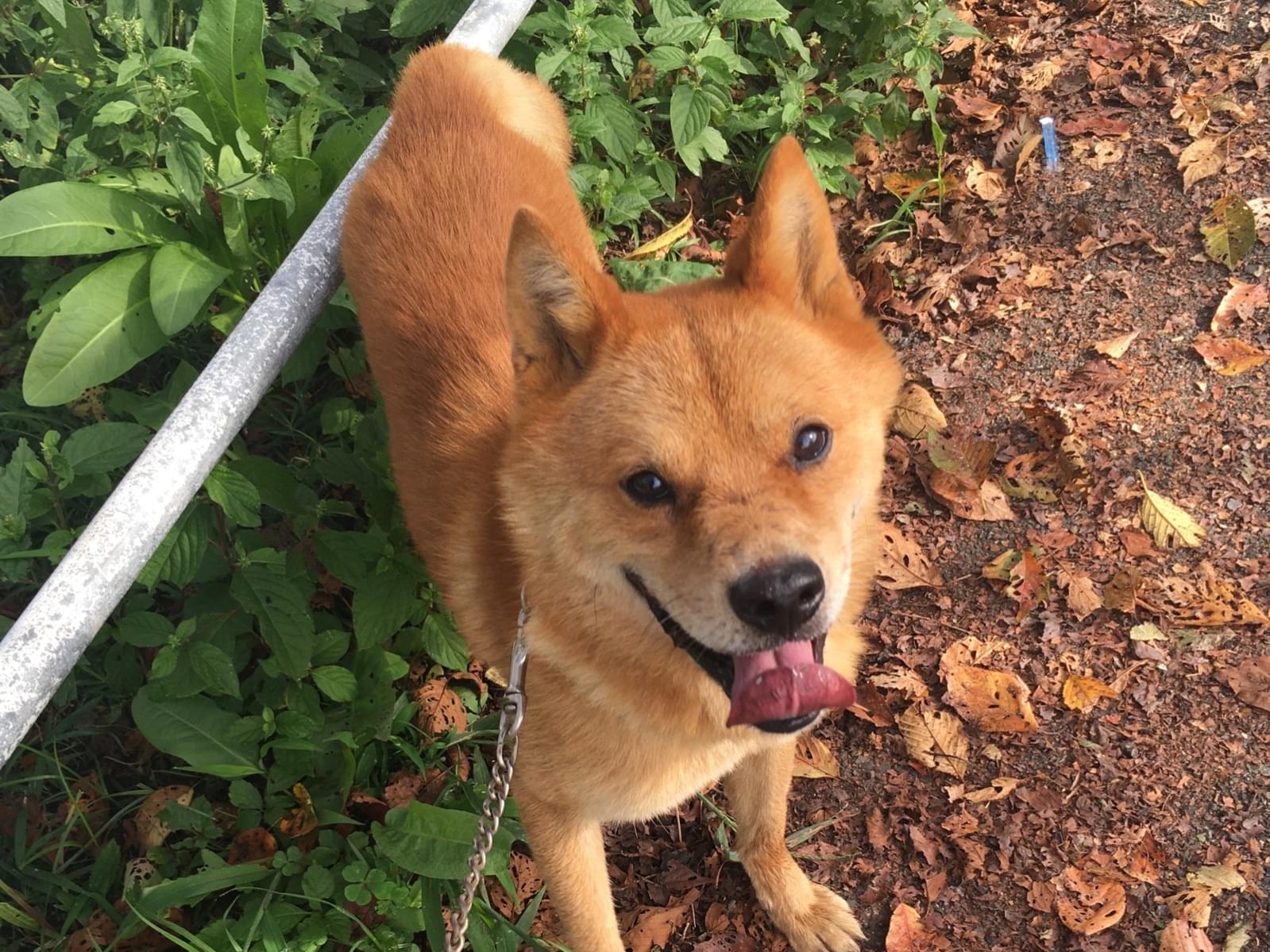 保護された犬 保護された犬