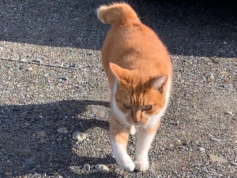 目撃された猫 目撃された猫