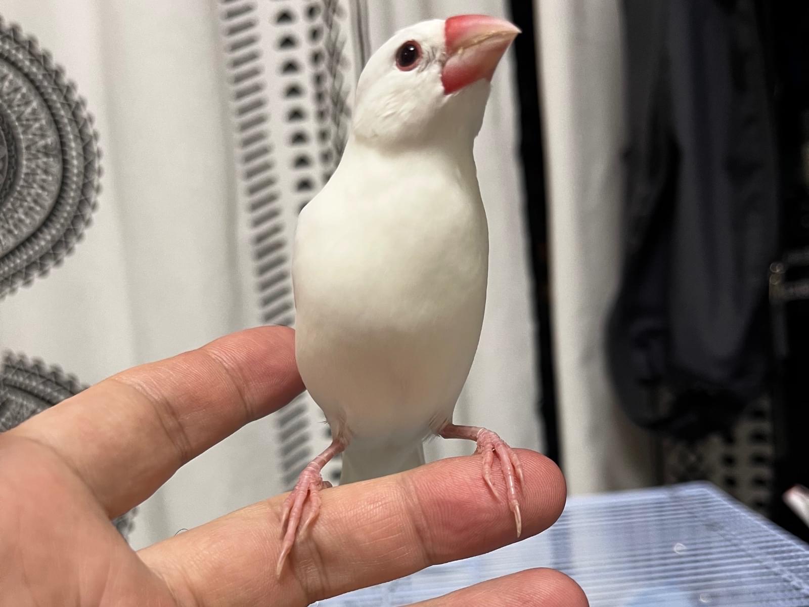 保護された鳥 保護された鳥