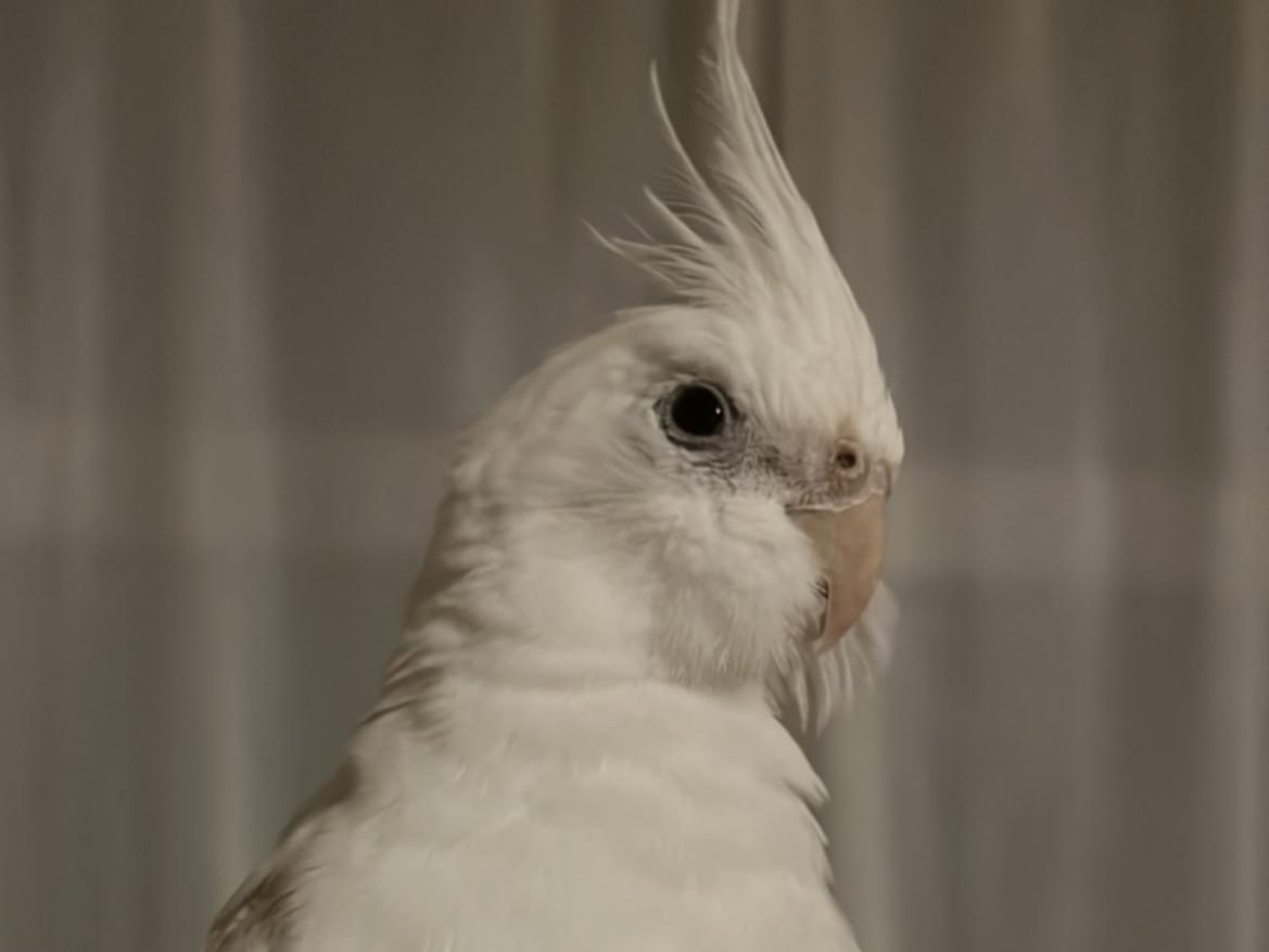 ハクちゃん ハクちゃん