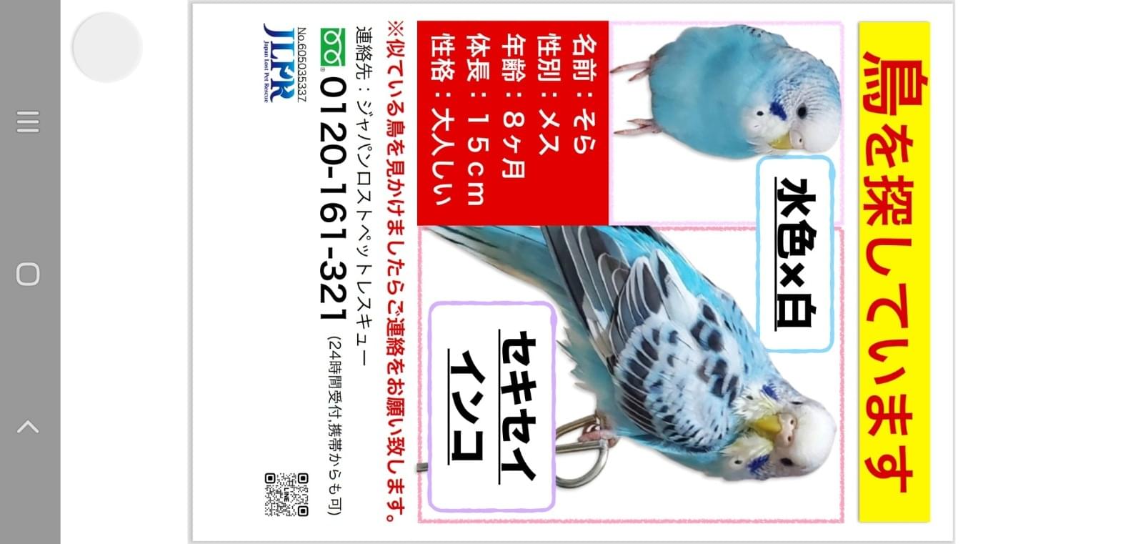 インコ様ご確認用ページ！ 消されたので再投稿です。水色のインコ探してます!