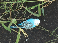 目撃された鳥 目撃された鳥