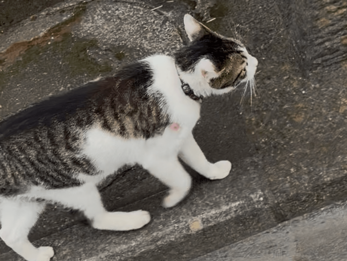 目撃された猫