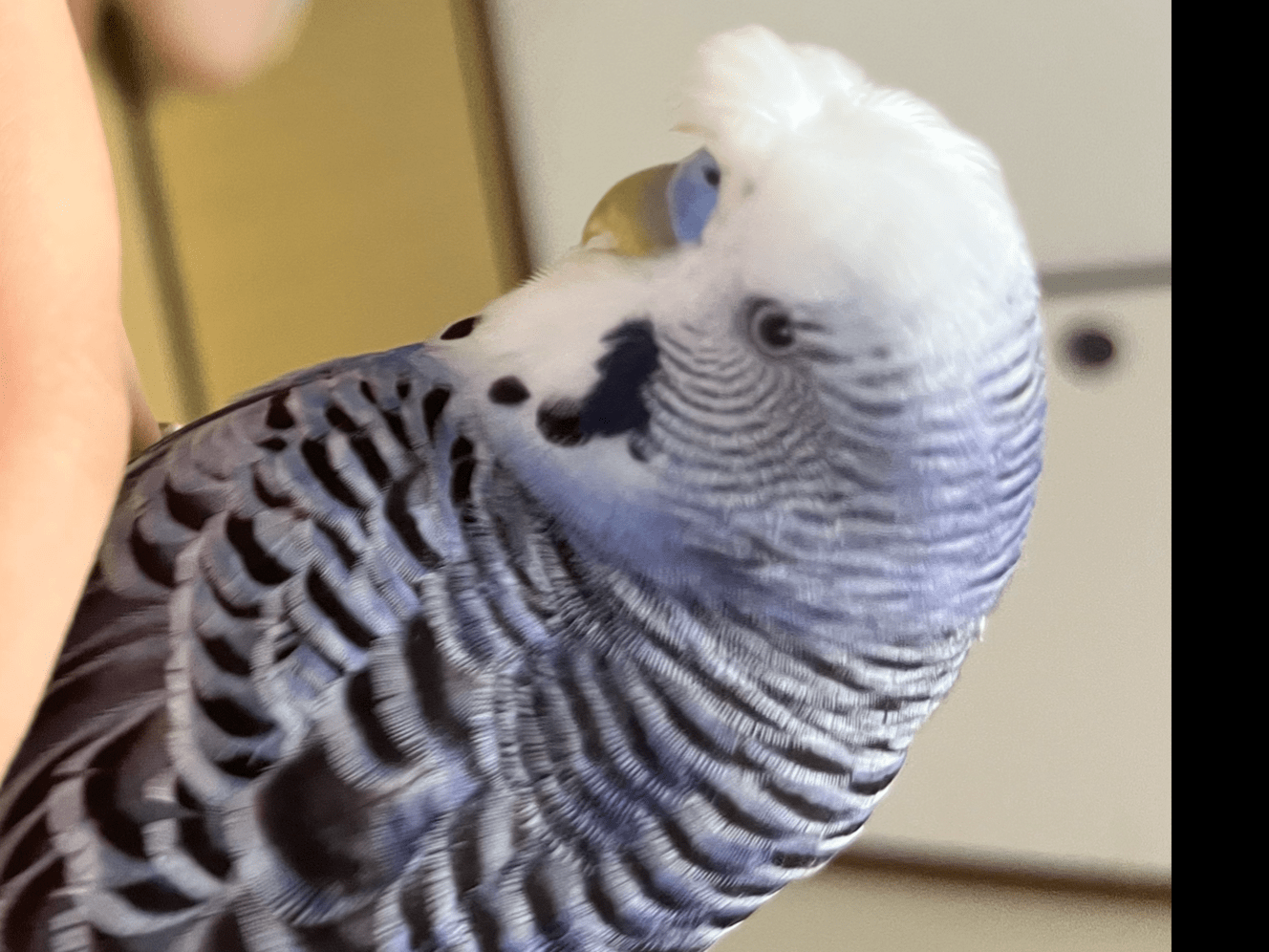 トミーちゃん トミーちゃん