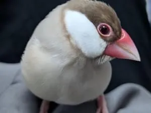 シナモン文鳥さま専用ページ u0i334t-300x225.jpg.webp