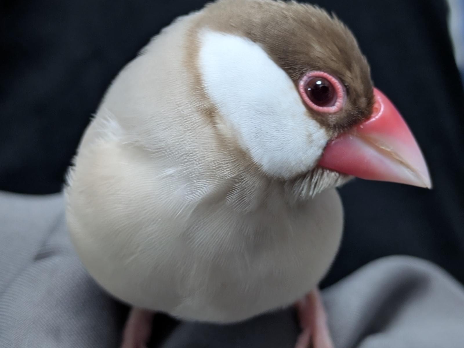 コハクちゃん コハクちゃん