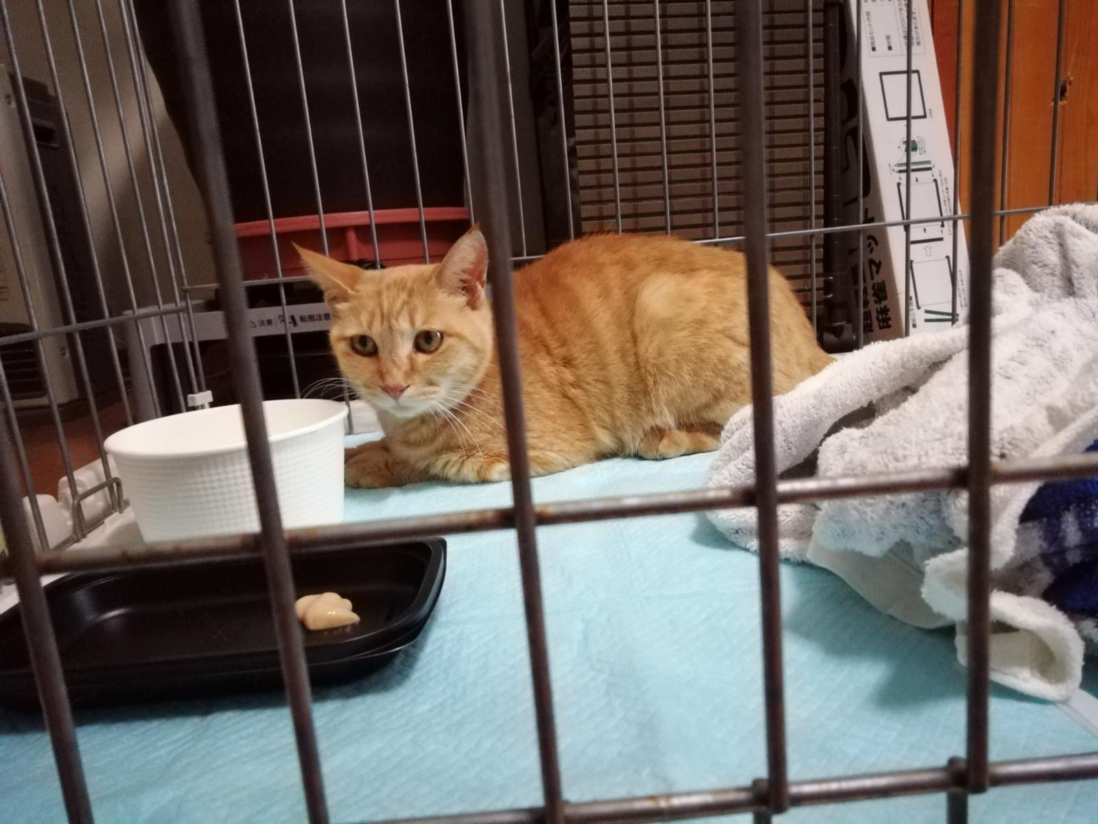 保護された猫 保護された猫