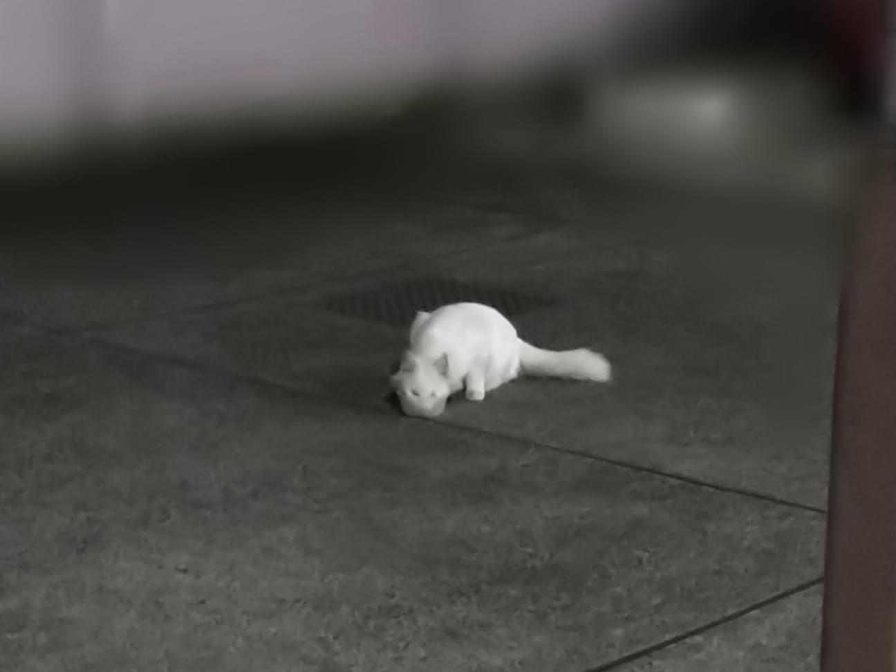 目撃された猫 目撃された猫