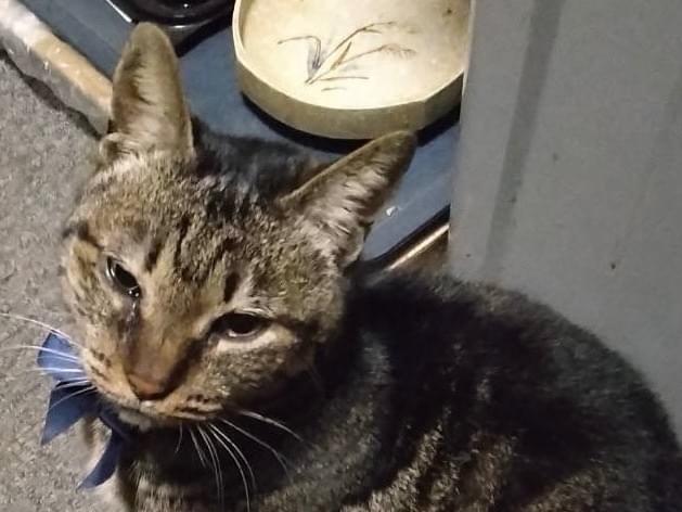 チビちゃん チビちゃん