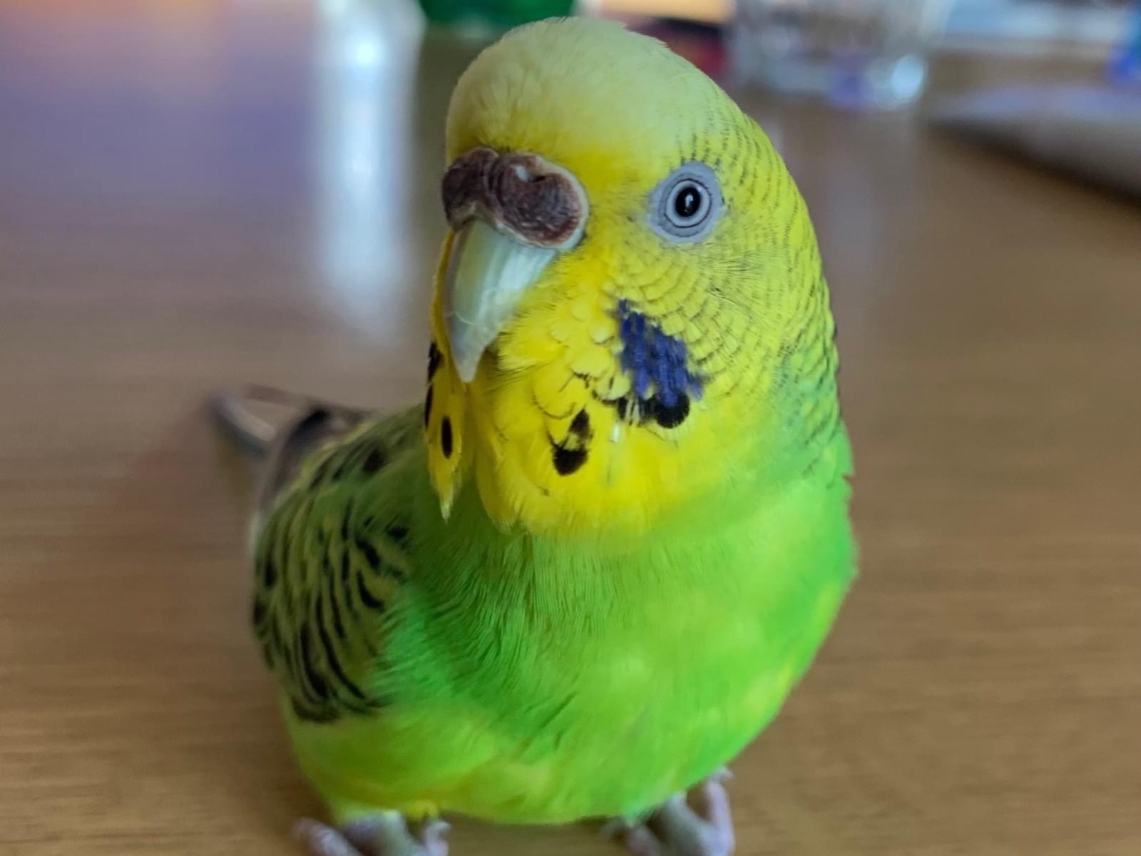 ぴーちゃん ぴーちゃん