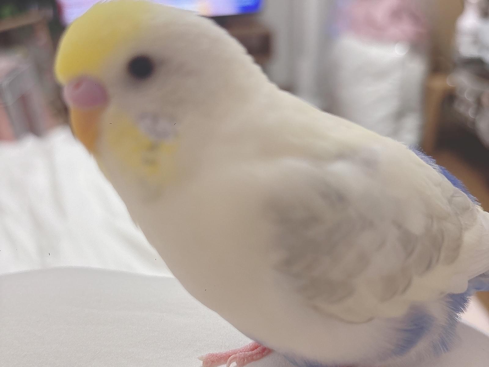 あめちゃん あめちゃん