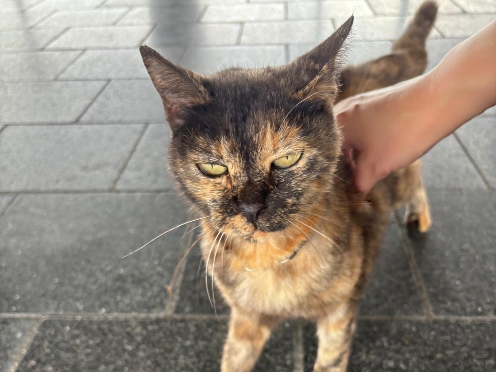 目撃された猫 目撃された猫