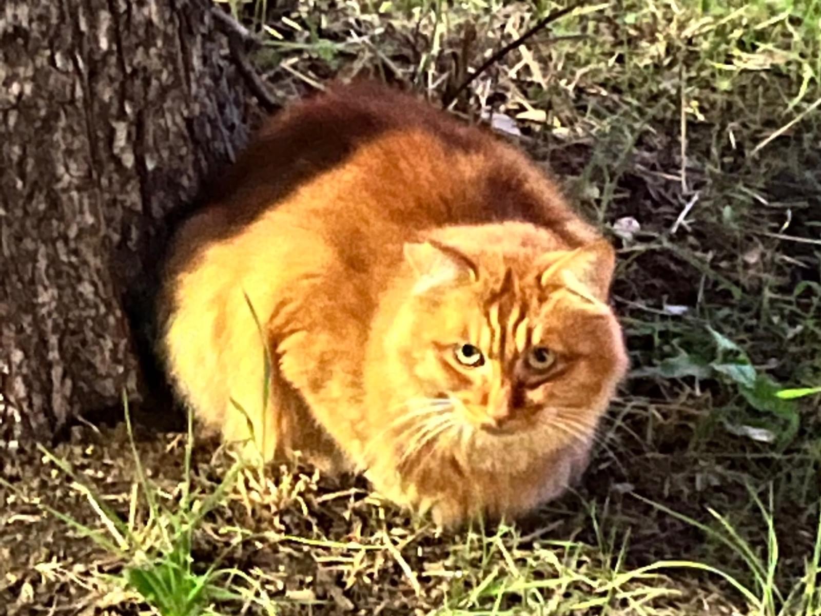 目撃された猫 目撃された猫