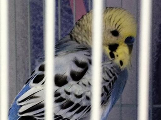 保護された鳥 保護された鳥